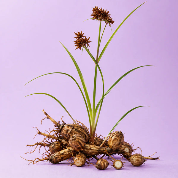 Cyperus Rotundus